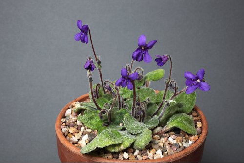 Petrocosmea nervosa